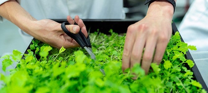 scientist cutting at a plant