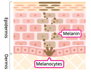 Skin Discoloration Article In-Article Image 03