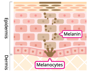 A diagram showing different layers of skin