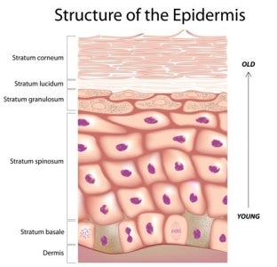 Structure of the Epidermis