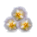 epoch-yin-and-yang-mask-ingredient-porcelaine-flowers-transparent-image.png