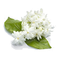 epoch-ying-and-yang-mask-ingredient-jasmin-sambac-transparent-image.png