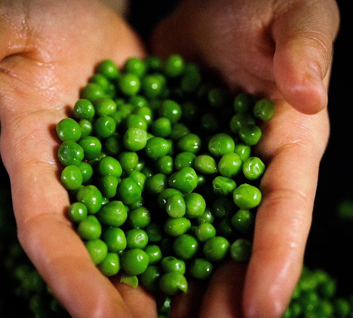 pharmanex-tr90-vshake-vegan-protein-activity-lifestyle-image