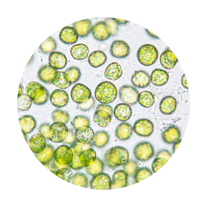 ingredient-chlorella-vulgaris.png