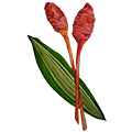 epoch-ava-puhi-flower-ingredient-illustration.png