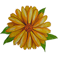 Epoch Baby Hibiscus Hair and Body Wash 8 epoch calendula flower ingredient illustration