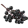Epoch Baby Hibiscus Hair and Body Wash 7 epoch elderberry fruit ingredient illustration
