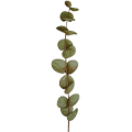 epoch-eucalyptus-ingredient-illustration.png