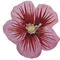 Epoch Baby Hibiscus Hair and Body Wash 6 epoch hibiscus flower ingredient illustration