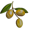 epoch-hydrogenated-olive-oil-ingredient-illustration.png