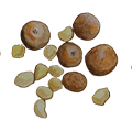 epoch-macadamia-ingredient-illustration.