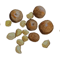 epoch-macadamia-ingredient-illustration.png