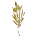 Epoch Baby Hibiscus Hair and Body Wash 9 epoch oat kernel ingredient illustration
