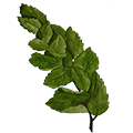 epoch-wild-mint-ingredient-illustration.png