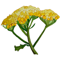 epoch-yarrow-ingredient-illustration.png