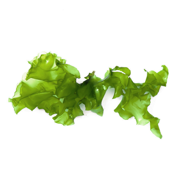 ingredient-chlorella-vulgaris.png