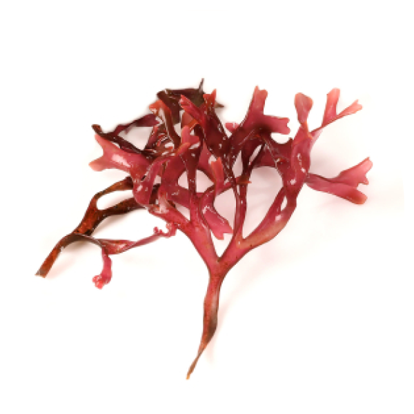 ingredient-red-algae.png