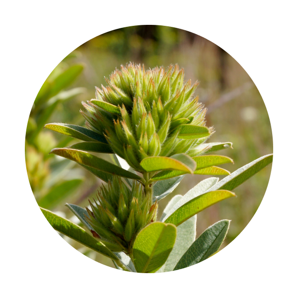 ingredient-roundhead-bush-clover.png