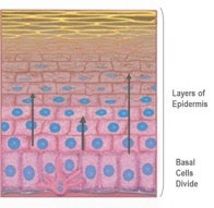 Skin cell renewal process