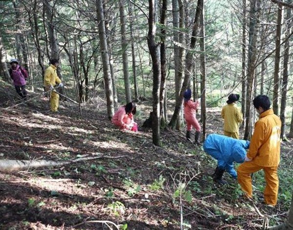 霧多布湿原センター裏山のトドマツの枝落とし