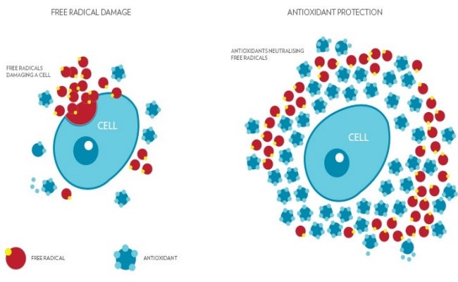 Natures_Solution_Diagram