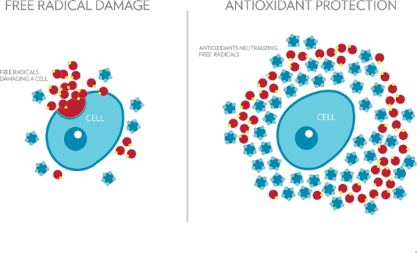 scanner-free-radical-antioxidant-2