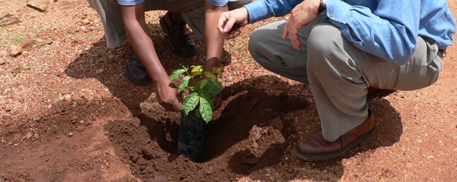 tree_planting