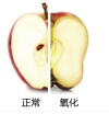 Apple-Chi